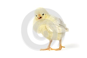 Adorable Baby Chick Chicken on White Background photo