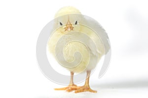 Adorable Baby Chick Chicken on White Background photo