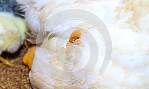 Adorable baby chicks resting in the safety of mother hens feathers. Hen with baby chicken hiding under its wings.