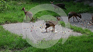 Adorable baby Dik-Dik eating vegetables