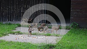 Adorable baby Dik-Dik eating veggies and become alert