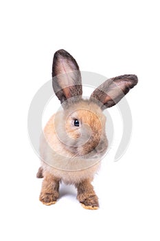 Adorable baby easter light brown rabbit isolated on white background. Lovely action of young bunny rabbit.