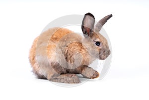 Adorable baby easter orange rabbit isolated on white background. Lovely action of young bunny rabbit. Cute pet 2 months. Looking