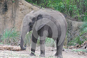 Adorable Baby Elephant Roaming in the Wilds