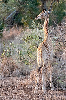 Adorable baby giraffe in Kruger National Park in South Africa