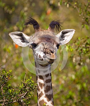 Adorable baby giraffe looking silly