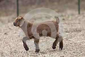Adorable baby goat walking through pasture field.