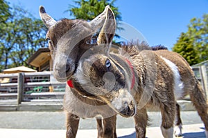 Adorable baby goats at Victoriaâ€™s Beacon Hill Park in Vancouver Island