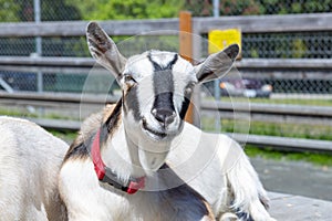 Adorable baby goats at Victoriaâ€™s Beacon Hill Park in Vancouver Island