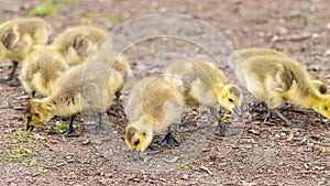 Adorable baby goslings in grass eating