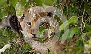 Adorable baby lion cub stares at viewer through foliage