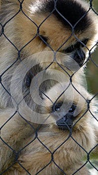 An adorable baby monkey sitting in his mother`s arms