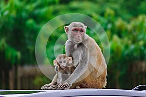 Adorable baby monkey snuggled up with its mother in an intimate moment