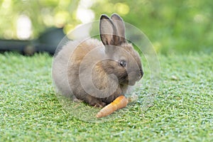 Adorable baby rabbit bunny eating fresh orange carrot sitting on green grass meadow over nature background. Furry rabbit brown,