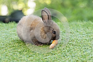 Adorable baby rabbit bunny eating fresh orange carrot sitting on green grass meadow over nature background. Furry rabbit brown,