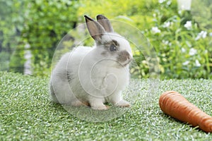 Adorable baby rabbit bunny eating fresh orange carrot sitting on green grass meadow over nature background. Furry rabbit brown,