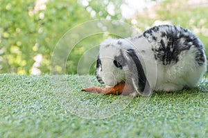 Adorable baby rabbit bunny eating fresh orange carrot sitting on green grass meadow over nature background. Furry holland lop