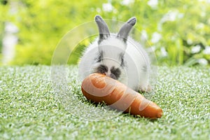 Adorable baby rabbit bunny white, black eating fresh orange carrot while sitting on green grass meadow over nature background.