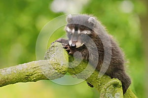 Adorable baby raccoon Procyon lotor