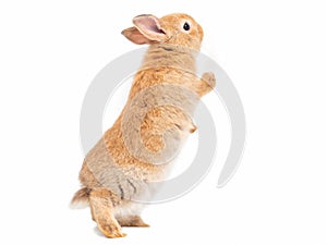 Adorable baby red-brown rabbits standing isolated on white background.