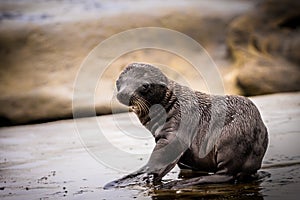 Adorable Baby Sea Lion on Cliffs