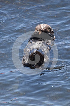 Adorable Baby Sea Otter Pup with His Eyes Covered