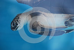 Adorable Baby Sea Turtle Underwater