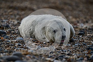 Adorable baby seal perched atop a rocky landscape.