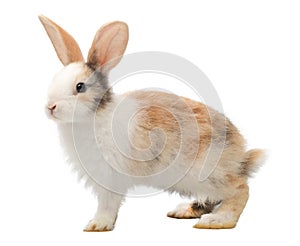 Adorable baby three colour rabbit standing and looking at the top. Studio shot, isolated on white background