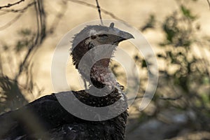 Adorable baby turkey or poults, dozing, outdoors on a hot summer day