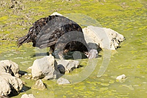 Adorable baby turkey or poults drinking from a small pond covered in green slime on a hot summer day, close up