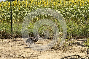 Adorable baby turkey or poults, outdoors on a hot summer day