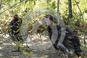 Adorable baby turkey or poults, outdoors on a hot summer day