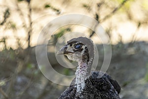 Adorable baby turkey or poults, outdoors on a hot summer day, close up