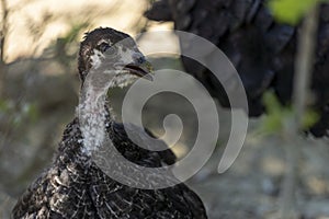 Adorable baby turkey or poults, outdoors on a hot summer day, close up