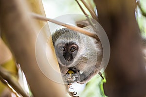 Adorable baby vervet monkey playing on a tree in the Amboseli national park (Kenya)