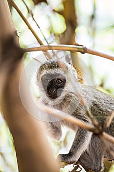 Adorable baby vervet monkey playing on a tree in the Amboseli national park (Kenya)