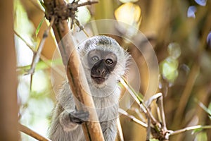 Adorable baby vervet monkey playing on a tree in the Amboseli national park (Kenya)