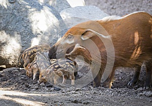 Adorable Baby Visayan Warty Piglets with Mother