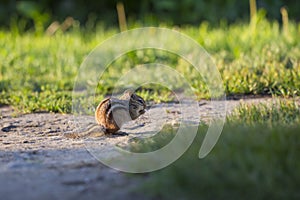 Adorable backlit eastern chipmunk crouching in profile eating at dawn