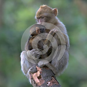 Adorable Barbary macaque holding a baby macaque sitting on the branch of a tree in a tropical forest