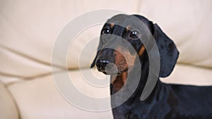 Adorable barking dachshund dog sits on leather couch closeup