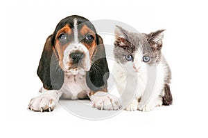 Adorable Basset Hound Puppy and Kitten Sitting Together