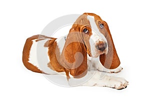 Adorable Basset Hound Puppy Laying At An Angle