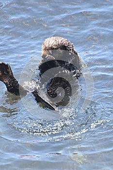 Adorable Bathing Sea Otter Pup in the Pacific Ocean