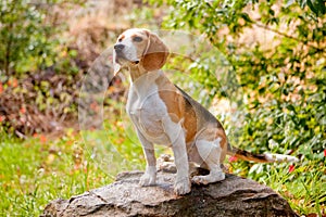 Adorable beagle