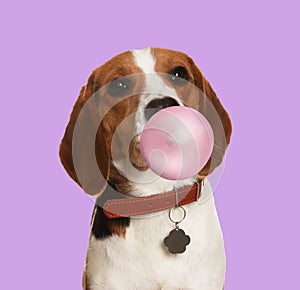 Adorable Beagle dog blowing bubble gum on violet background
