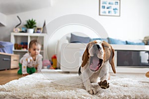 Adorable beagle dog on carpet yawing. Baby on all fours in background. photo