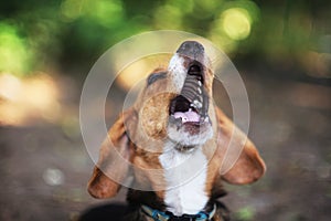 An adorable beagle dog feeling sleepy.