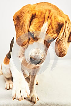 Adorable Beagle dog gives his paw on bright background. Obedience and training concept